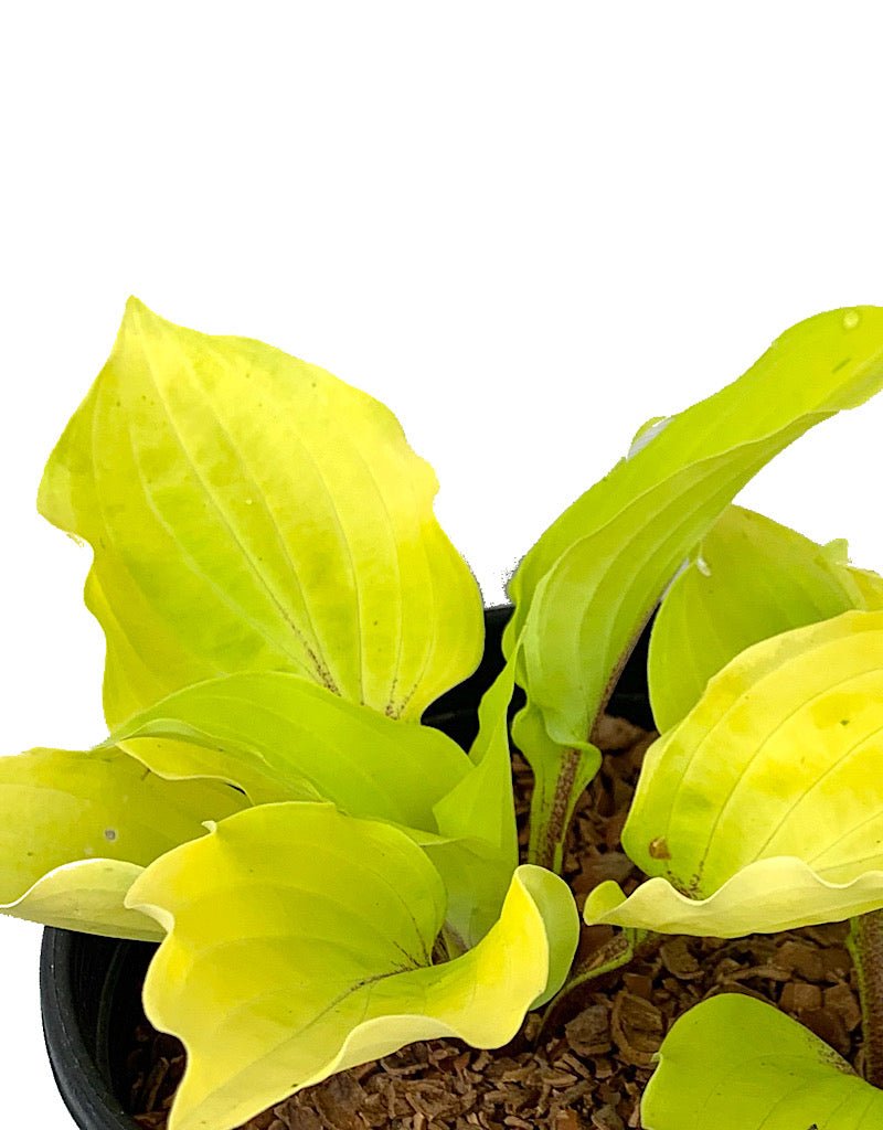 Hosta 'Fire Island' - The Garden Corner