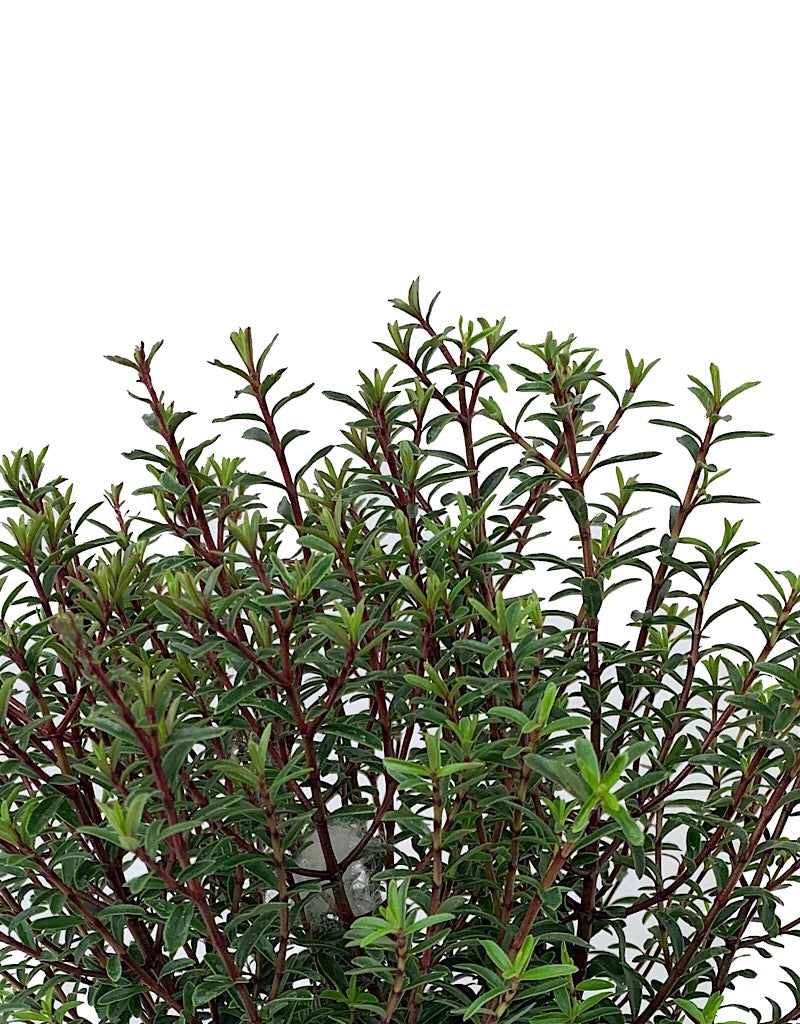 Hebe anomala 'Purpurea Nana'