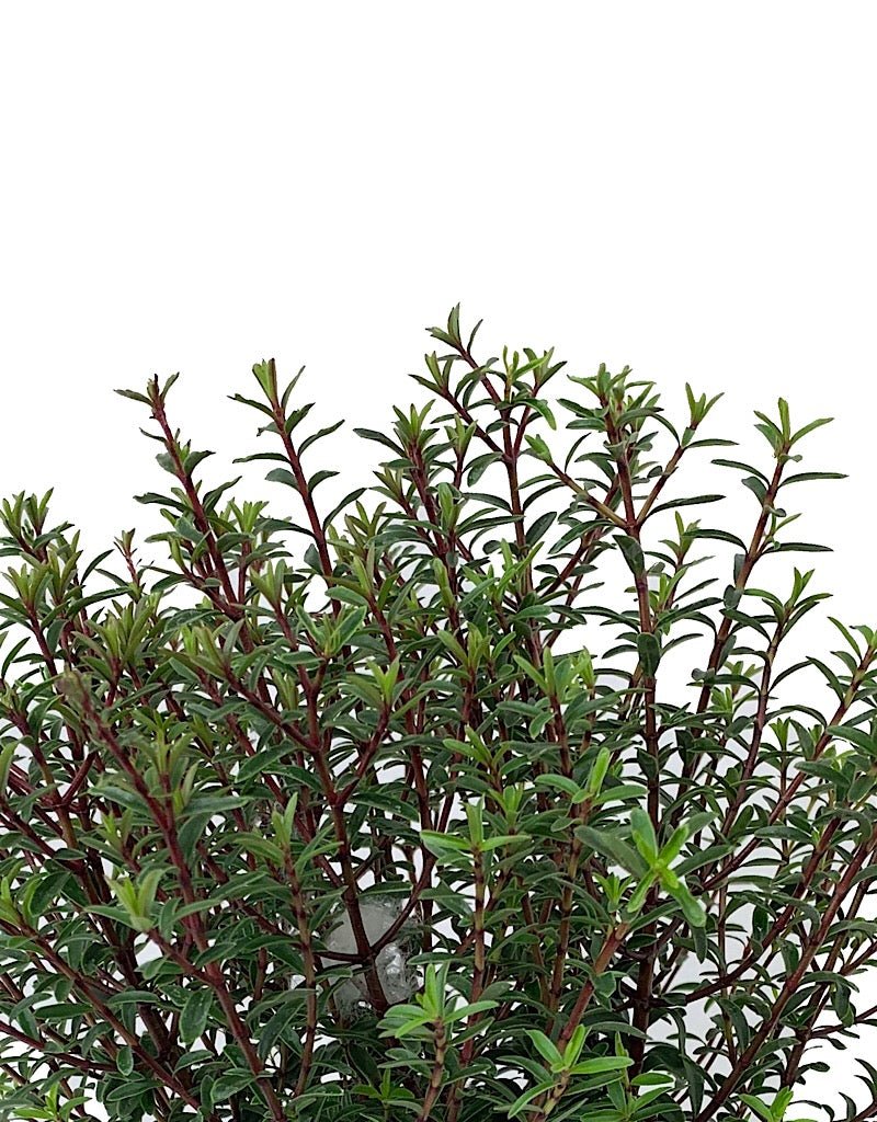 Hebe anomala 'Purpurea Nana' - The Garden Corner