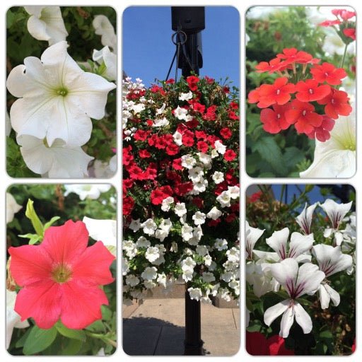 Our Passion Basket - Pre-Order - Annuals