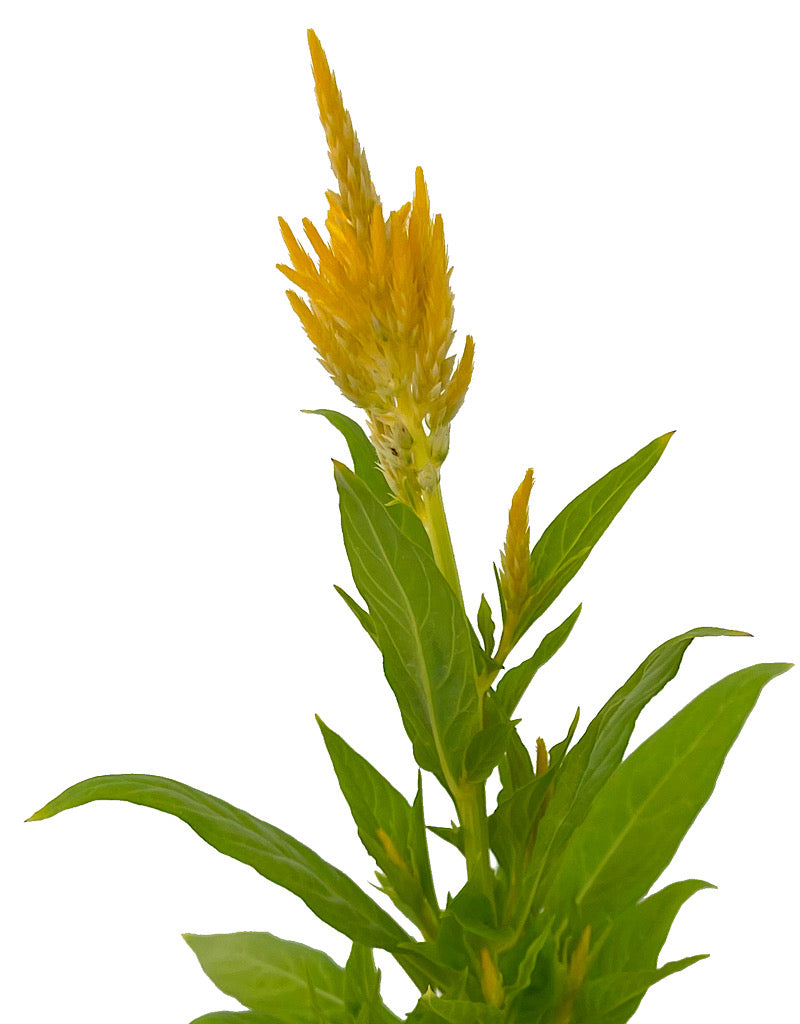 Celosia 'Fresh Look Yellow' 4 Inch