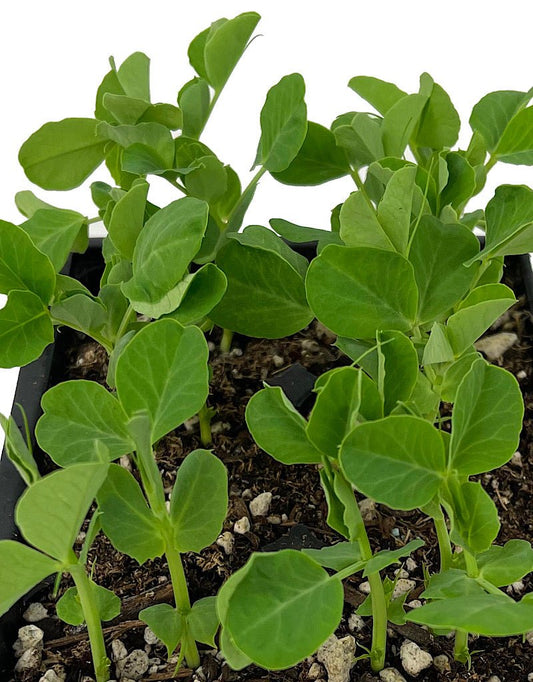 Peas Organic 'Oregon Sugar Snow Pod' - The Garden Corner