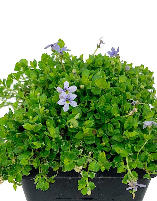 Isotoma fluviatilis 4 Inch - The Garden Corner