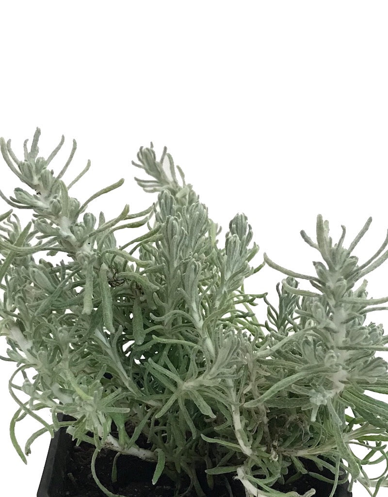 Helichrysum i. 'Nana'- 4 inch