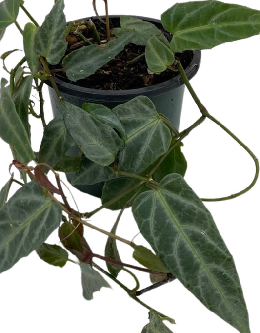 Parthenocissus 'Amazonica' Quart - The Garden Corner