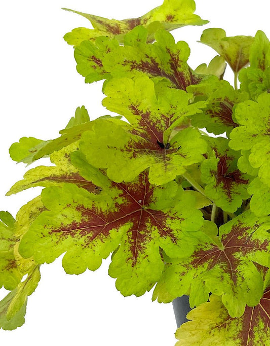 Heucherella 'Mojito' Quart - The Garden Corner