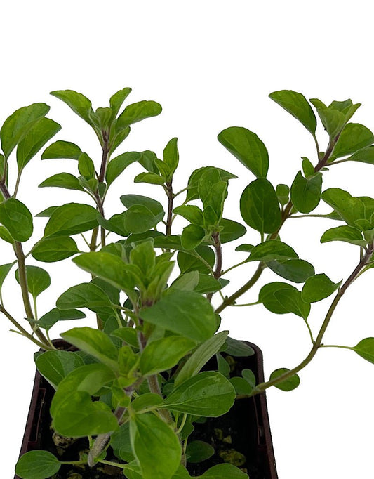 Oregano 'Sicilian' 4 Inch - The Garden Corner