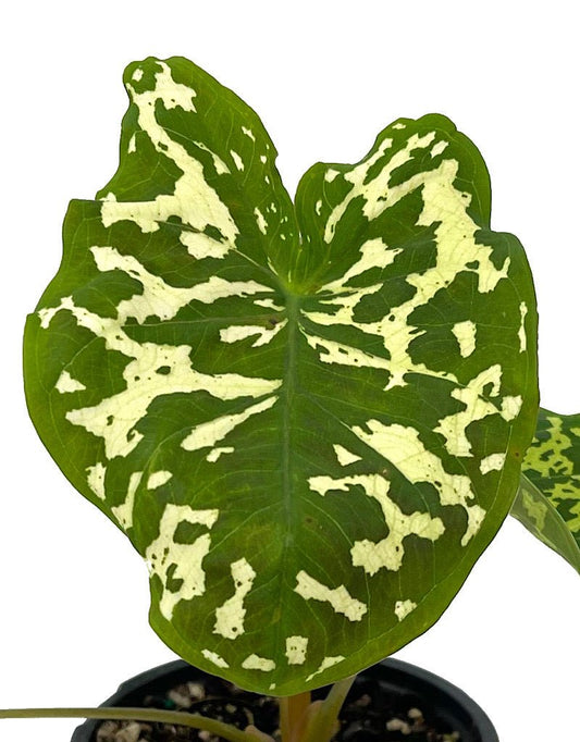 Alocasia 'Hilo Beauty' Quart - The Garden Corner