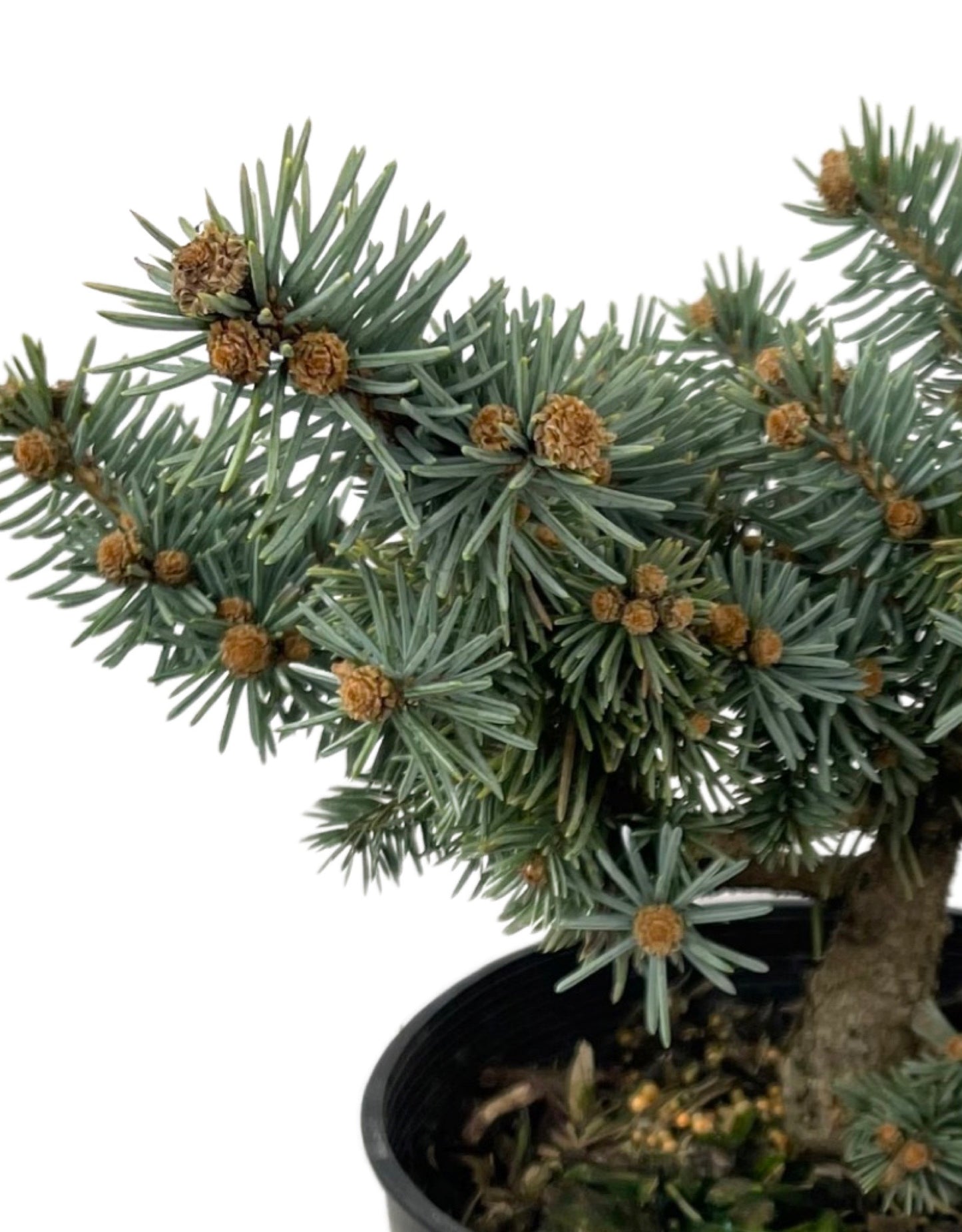 Picea pungens €˜Niemetz 1 Gallon - The Garden Corner