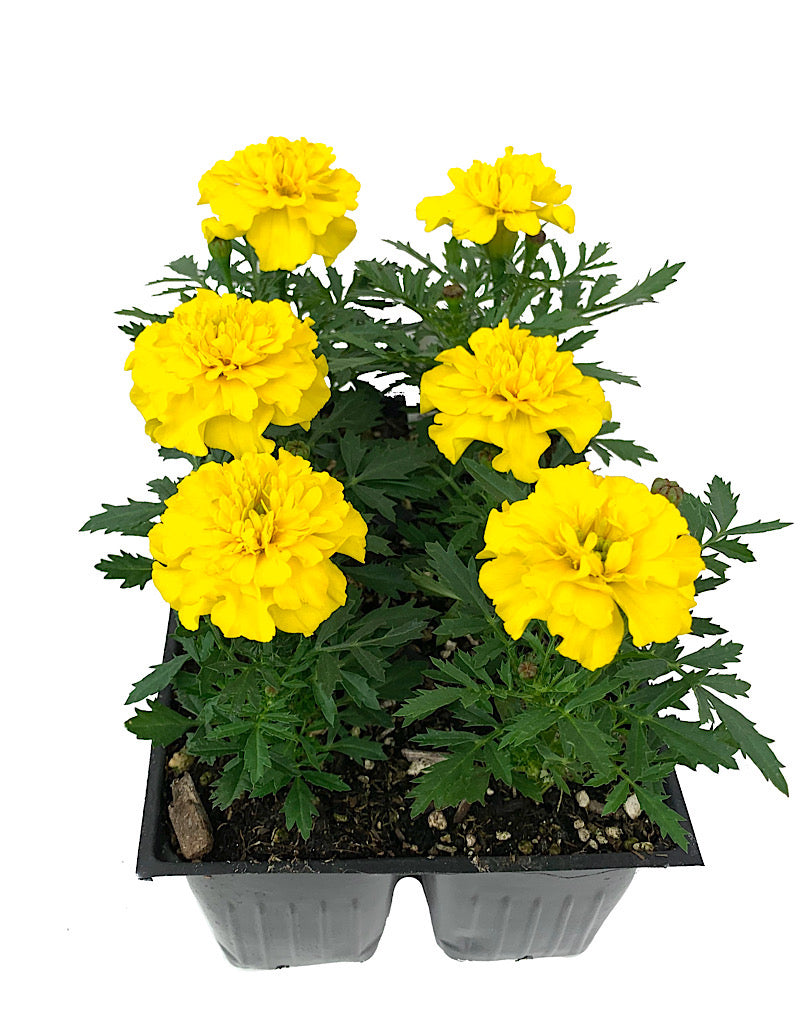 Marigold 'Bonanza Yellow'