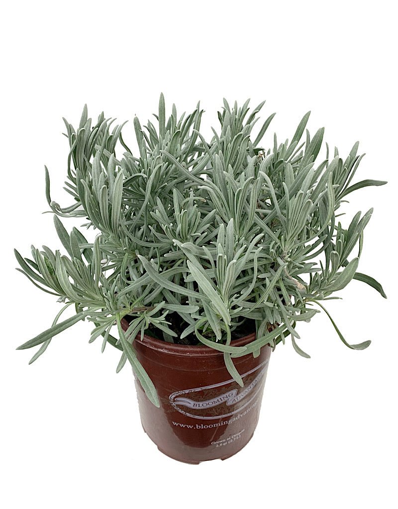 Lavandula x intermedia 'Fred Boutin' - The Garden Corner