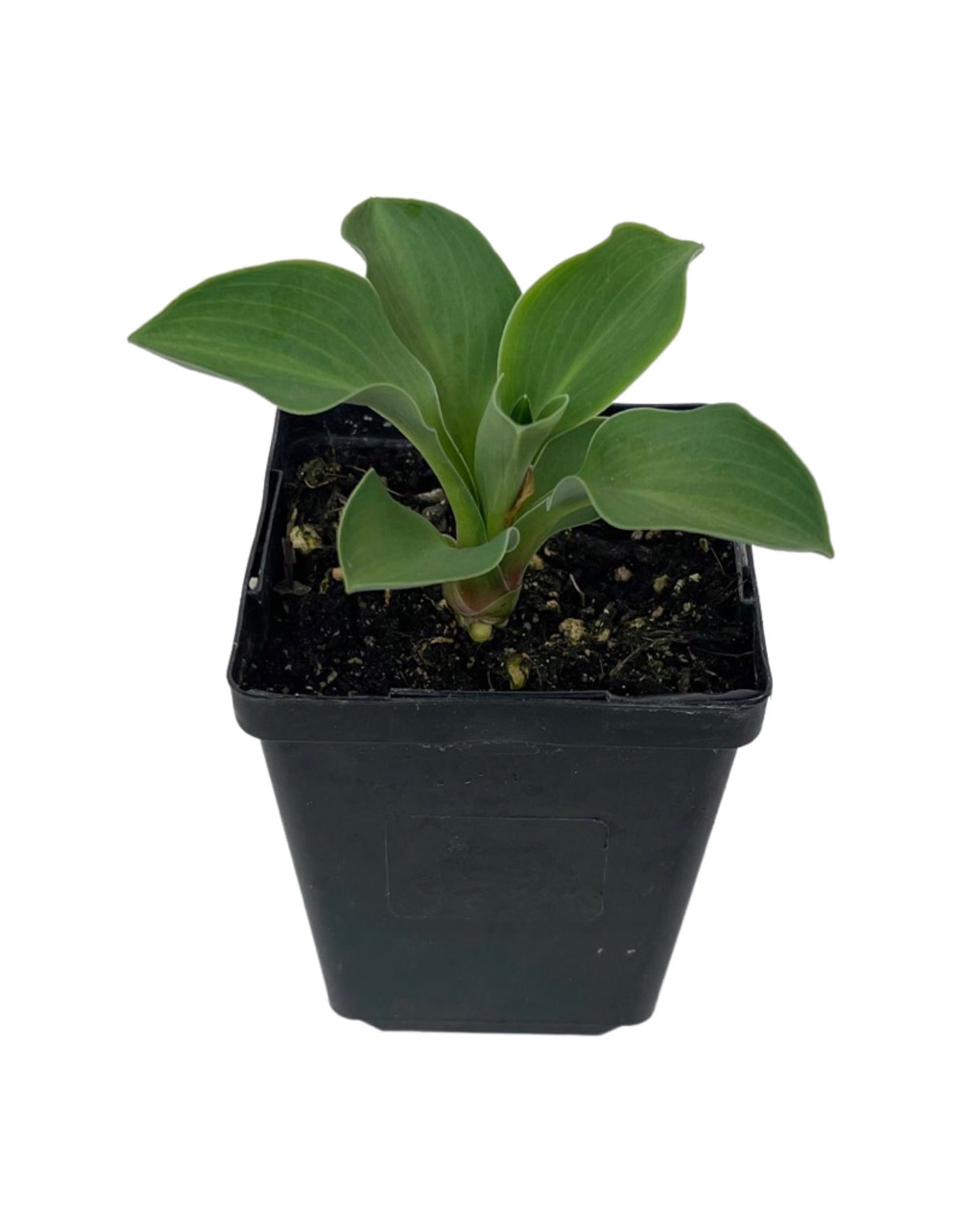 Hosta 'Blue Mouse Ears' - Perennials