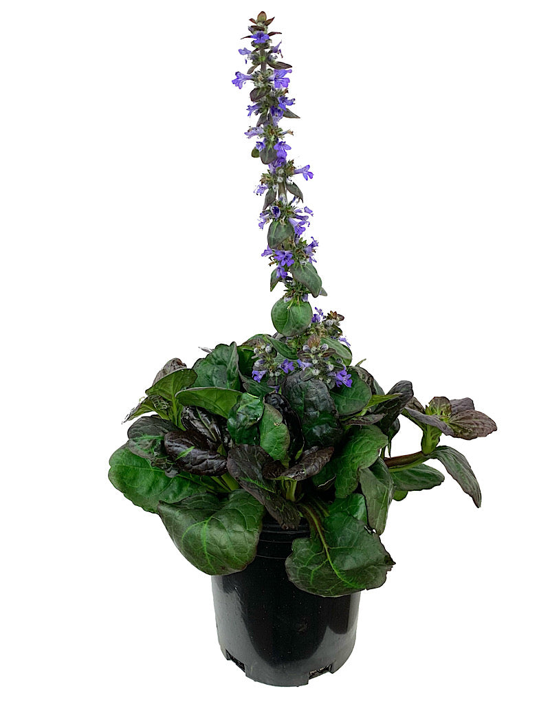 Ajuga 'Catlin's Giant'