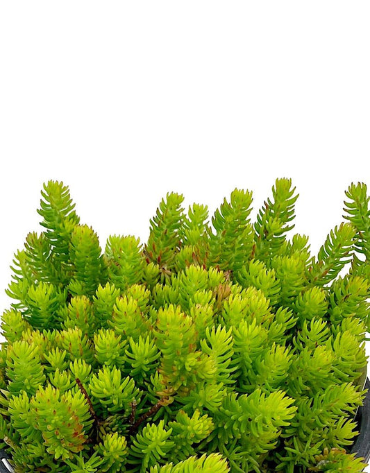 Sedum 'Angelina's Teacup' 1 gal - The Garden Corner