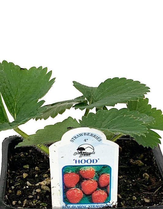 Strawberry 'Hood' 4 Inch - The Garden Corner