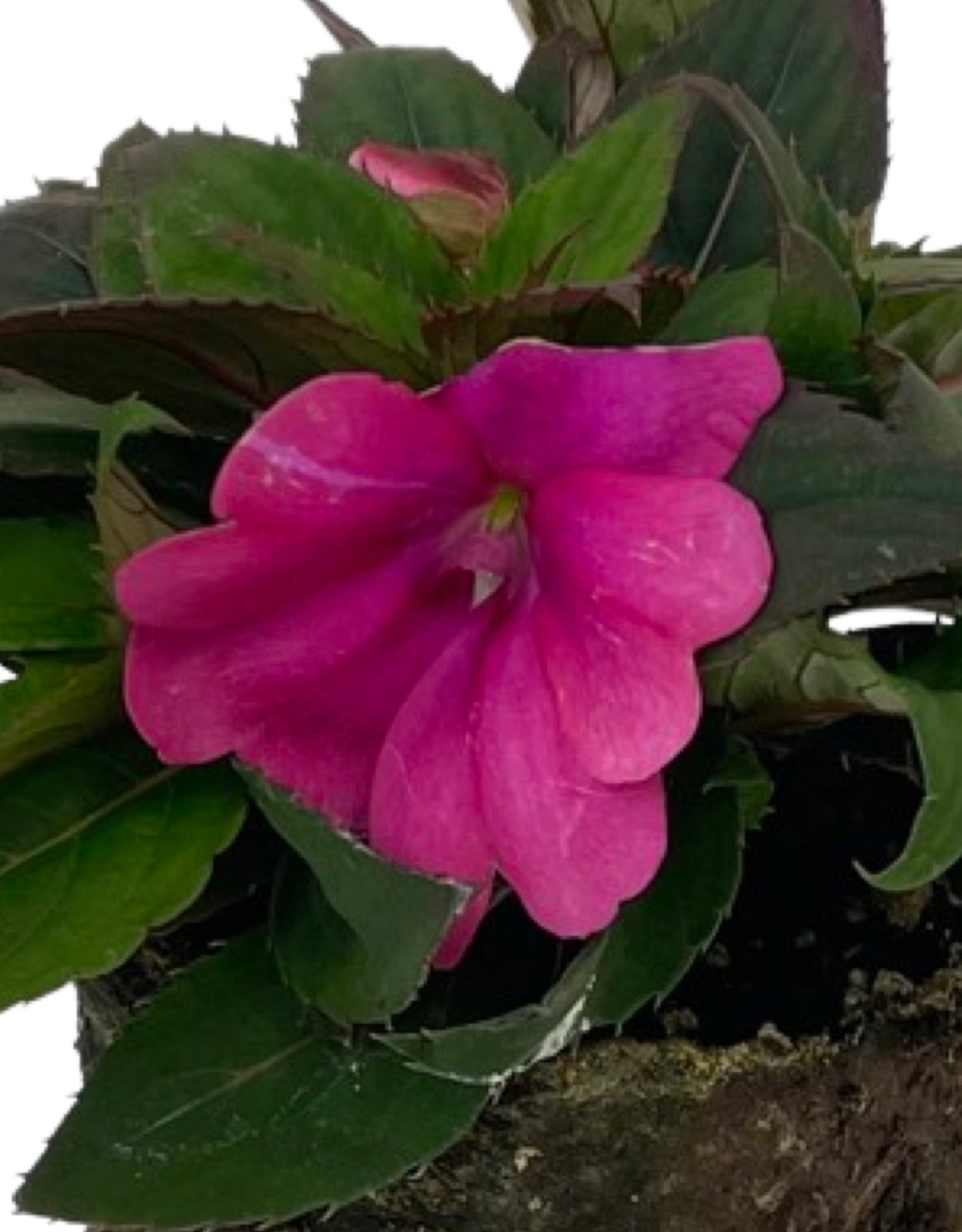 Sunpatiens 'Compact Lilac'
