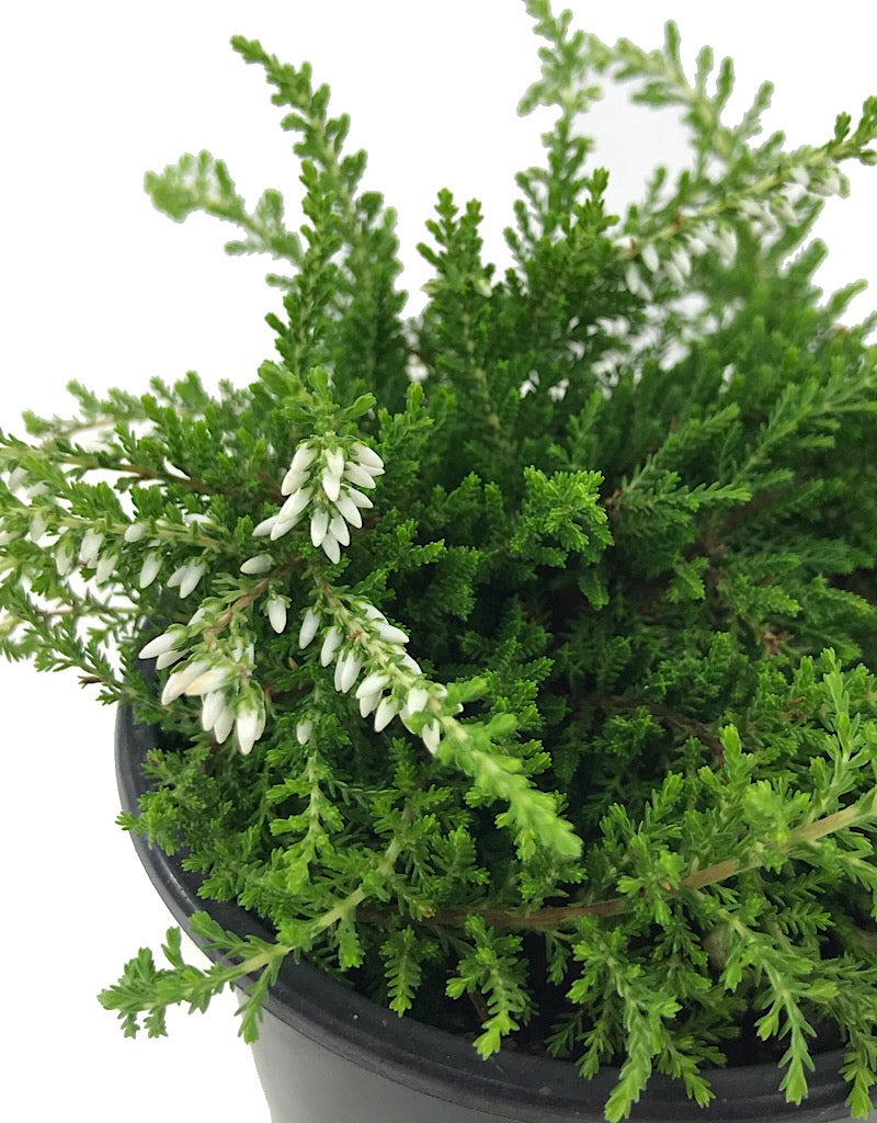 Calluna vulgaris 'Claire' 4 Inch