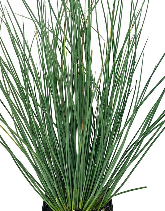 Juncus 'Blue Arrows' 4 Inch - The Garden Corner