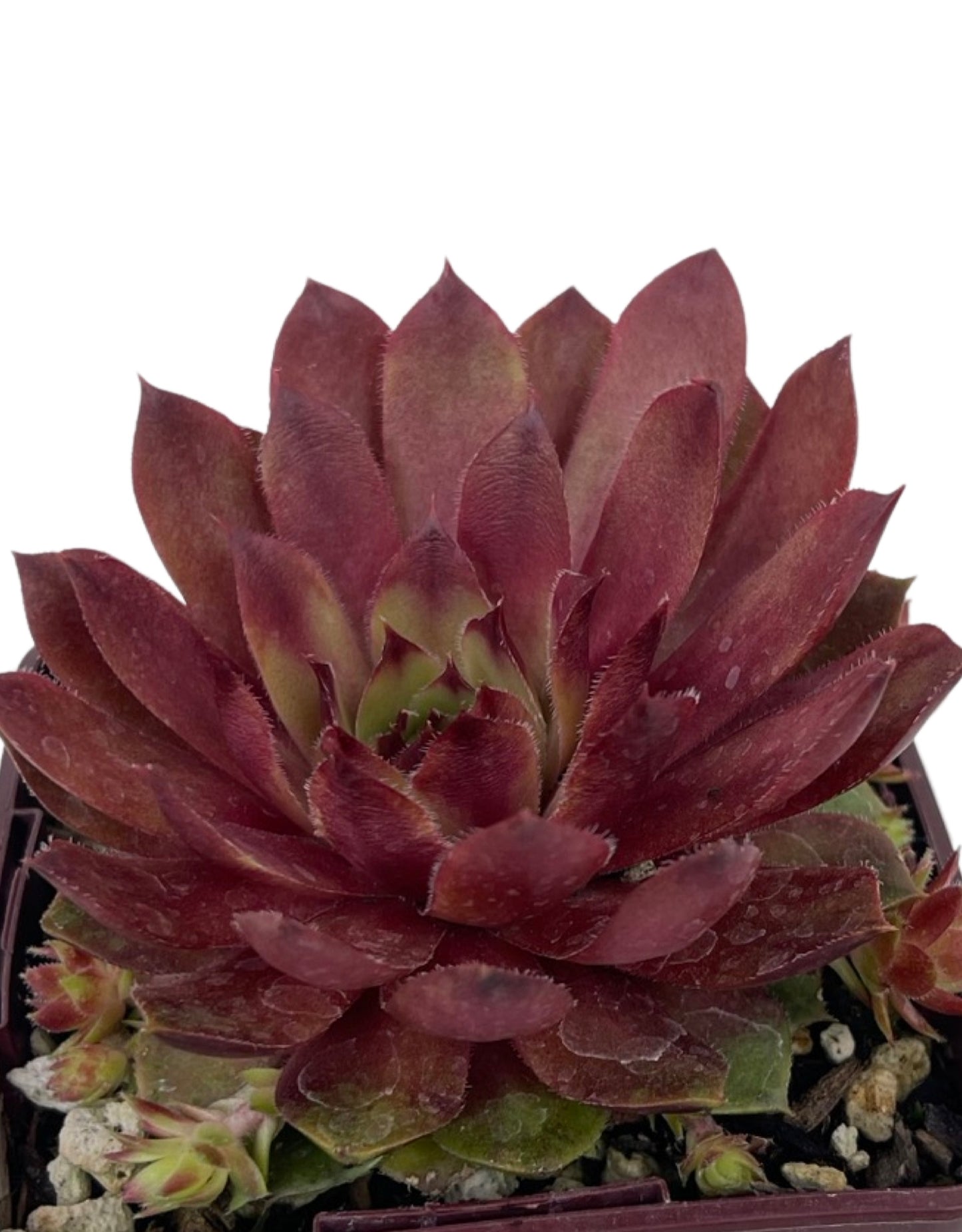Sempervivum 'Rojin' - The Garden Corner