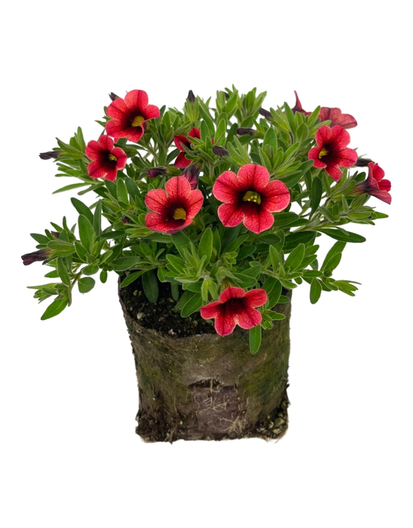 Calibrachoa 'Conga Orange Kiss 4 Inch