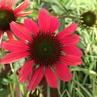 Echinacea 'Cheyenne Spirit' 1 gal