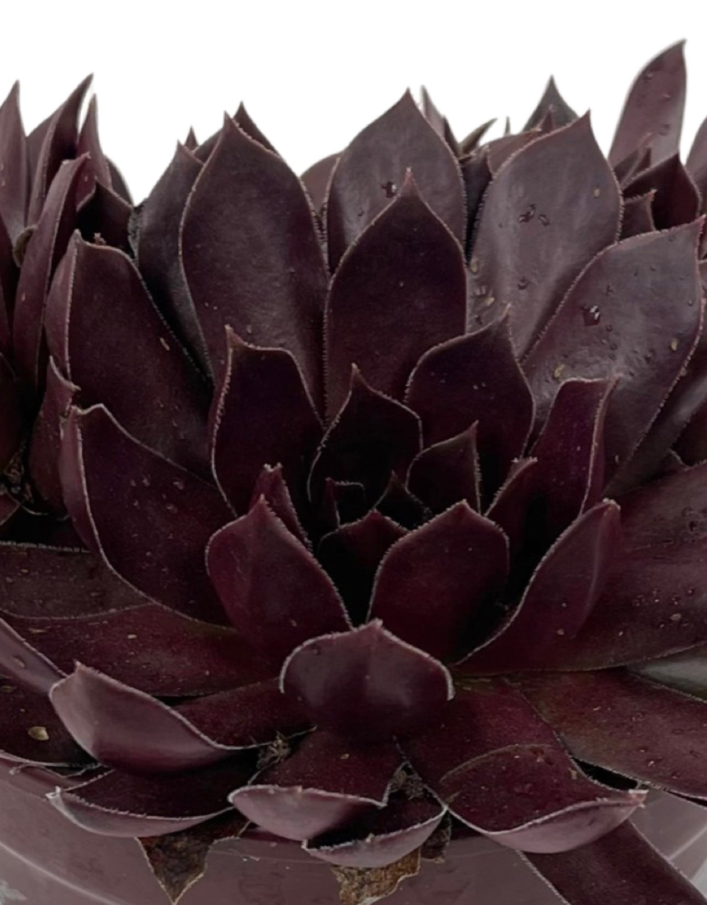 Sempervivum 'Chocolate Kiss' - The Garden Corner
