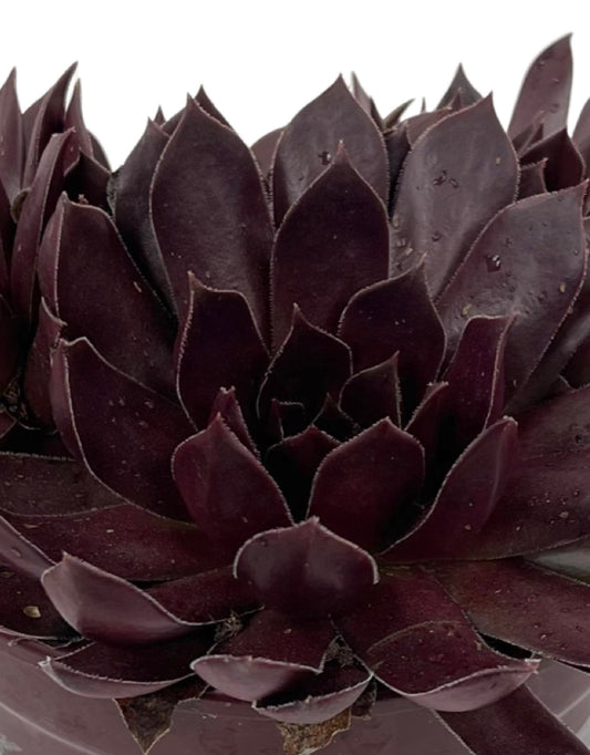Sempervivum 'Chocolate Kiss' - The Garden Corner