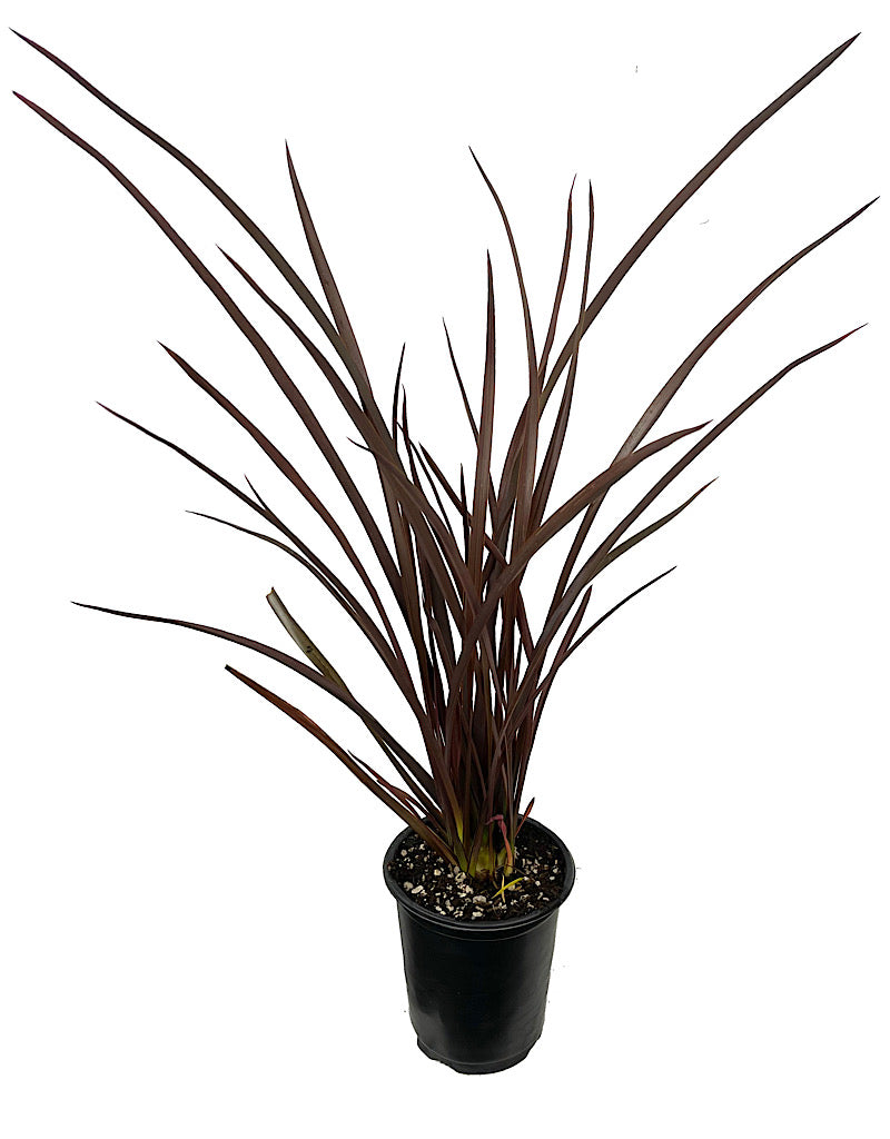 Phormium 'Amazing Red'