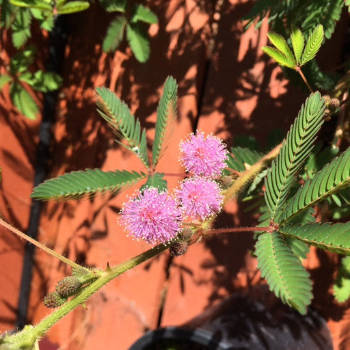 Mimosa pudica- 1 gal