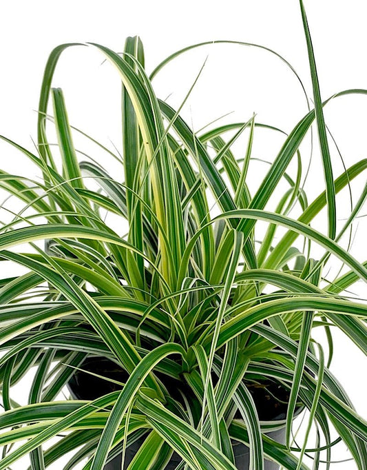 Carex oshimensis 'Feather Falls' - The Garden Corner
