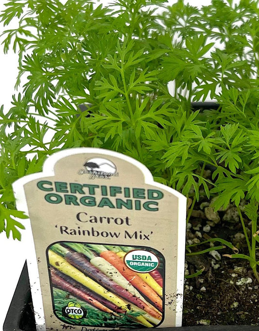 Carrot 'Rainbow Mix' Jumbo Traypack - The Garden Corner