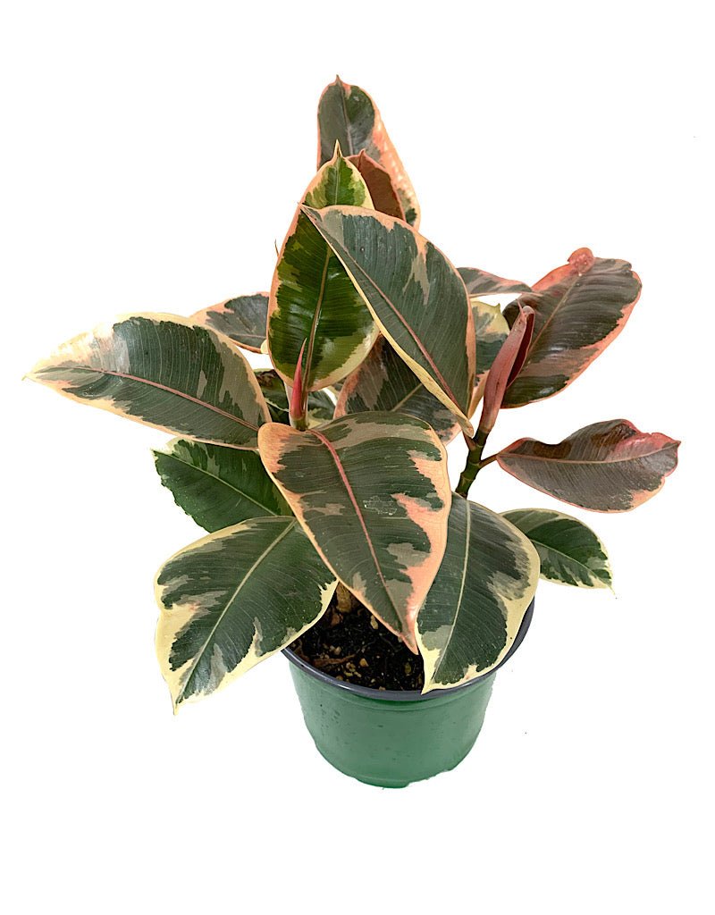 Ficus elastica 'Tineke' - House Plants