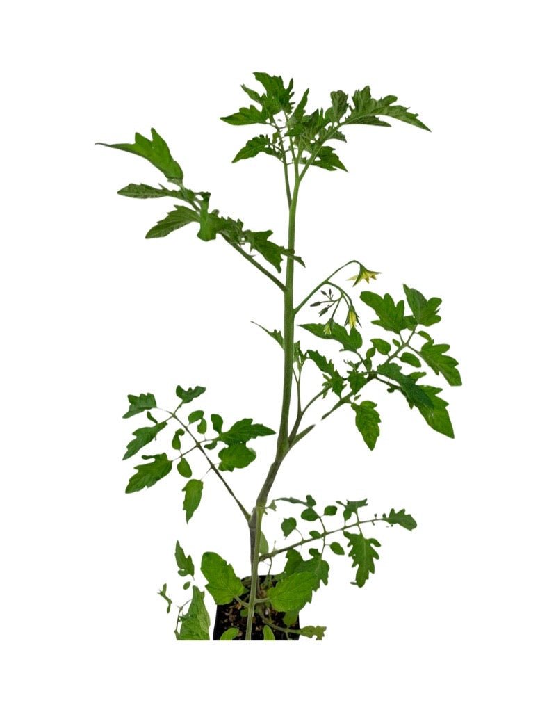 Tomato 'Chocolate Cherry' - The Garden Corner