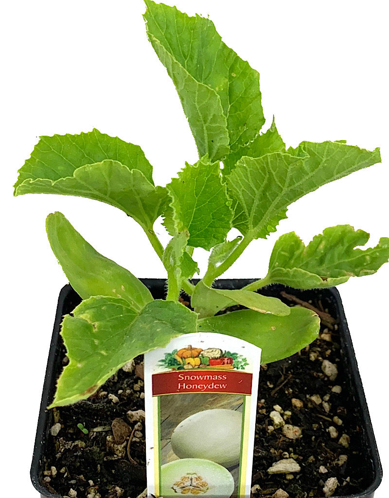 Honeydew 'Snowmass' 4 Inch