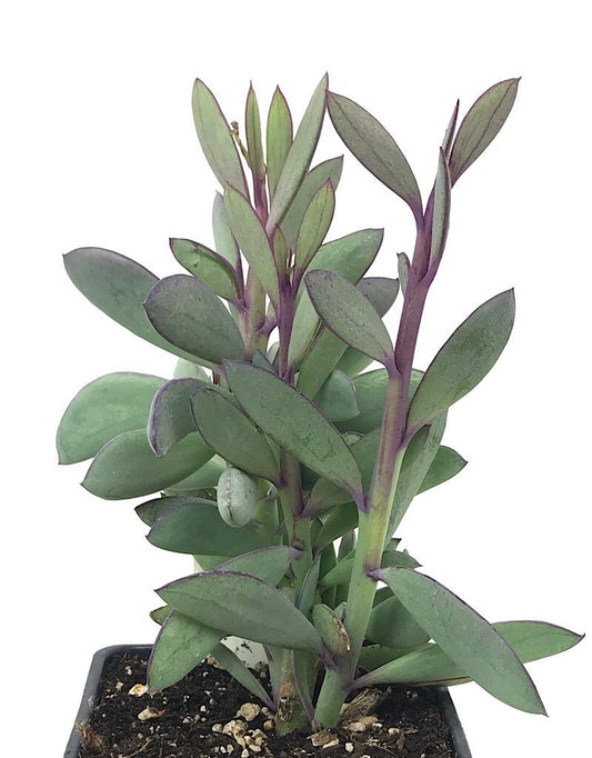 Senecio crassilimus 4 inch - The Garden Corner