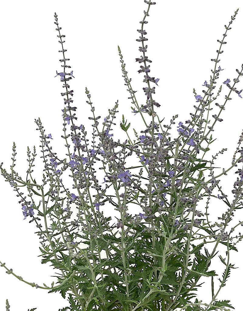Perovskia atriplicifolia 1 Gallon - The Garden Corner