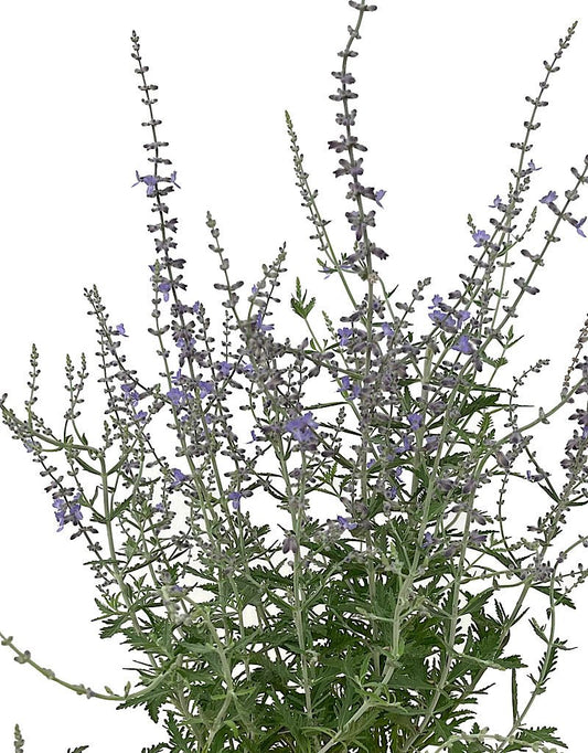 Perovskia atriplicifolia 1 Gallon - The Garden Corner