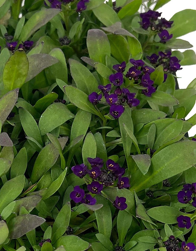 Alyssum 'Easter Bonnet Deep Violet' Jumbo Traypack - The Garden Corner