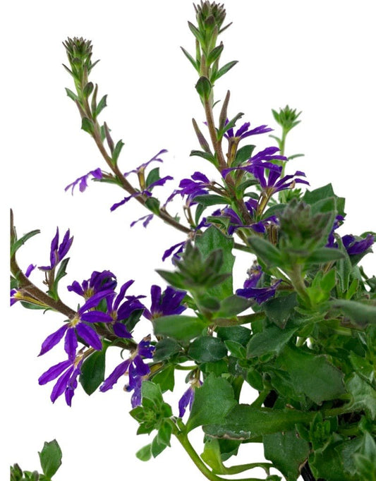 Scaevola 'Surdiva Violet' - The Garden Corner