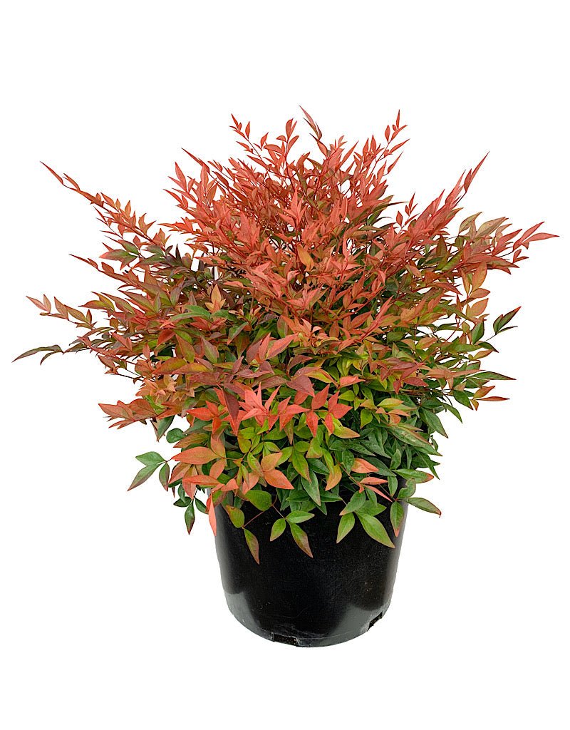 Nandina domestica 'Gulf Stream' - The Garden Corner