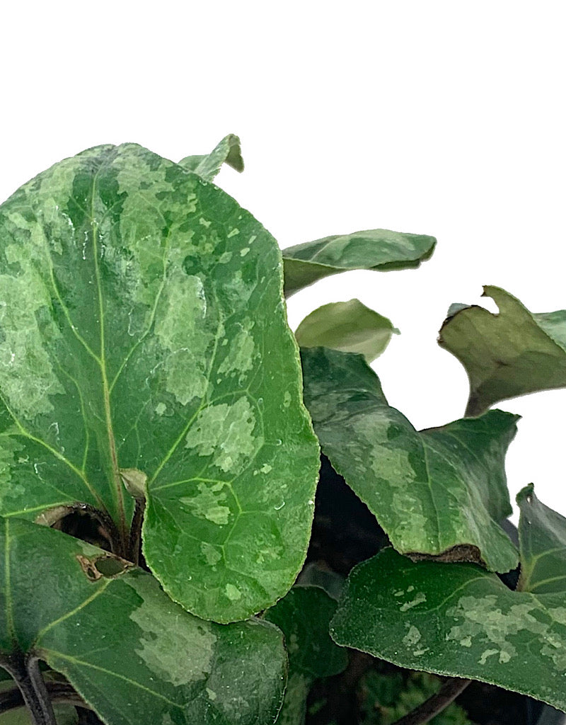 Asarum caudatum 'Ling Ling' Quart