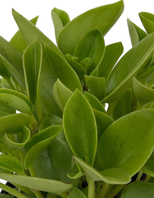 Peperomia 'Pixie Lime' 4 Inch - The Garden Corner