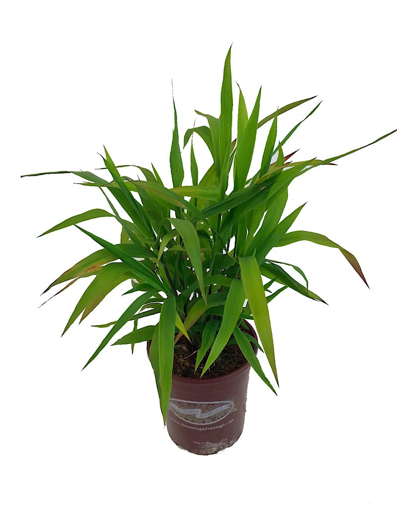 Chasmanthium latifolium