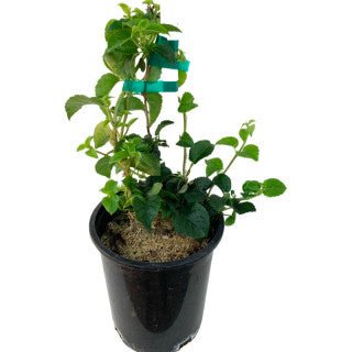 Hydrangea anomala petiolaris - The Garden Corner