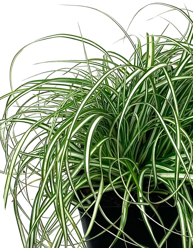 Carex oshimensis 'EverColor Everlite' 4 inch - The Garden Corner