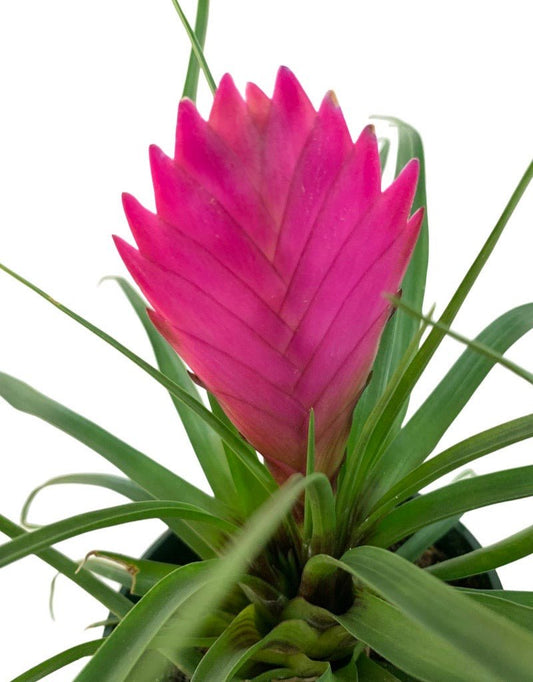 Tillandsia cyanea 'Pink Quill' - The Garden Corner