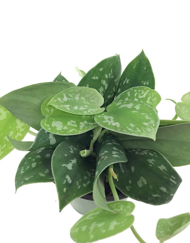Scindapsus pictus 'Argyraeus' - 4 inch - The Garden Corner