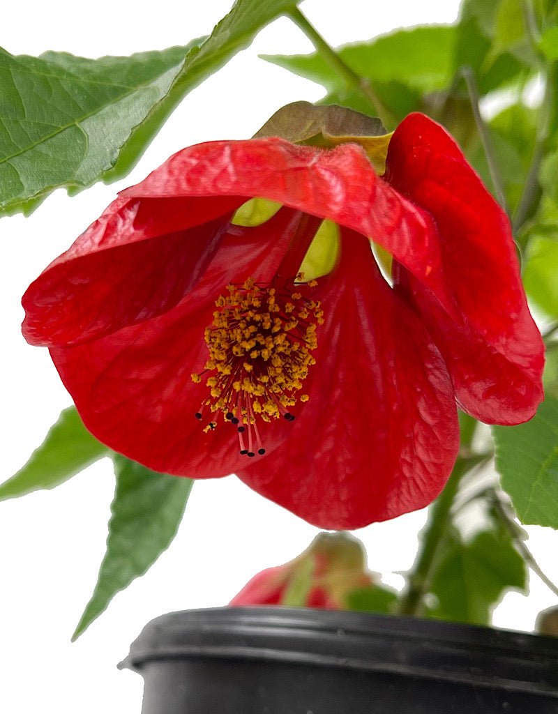 Abutilon 'Lucky Lantern Red' 1 Gallon - The Garden Corner