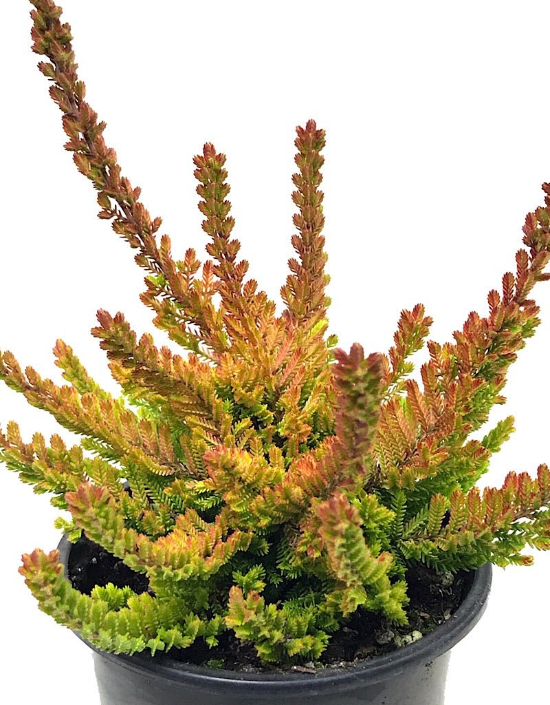 Calluna vulgaris 'Zoe' - The Garden Corner