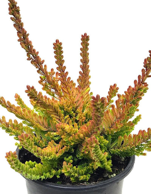 Calluna vulgaris 'Zoe' - The Garden Corner